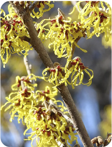 Hamamelis